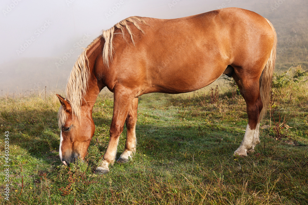 Horse grazing on pasture in misty morning. Lovely domesticated pet Horse grazing on pasture in misty morning. Lovely domesticated pet