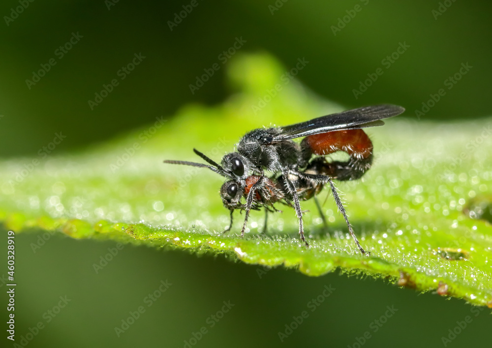 Naklejka premium Macro image of insect mating.