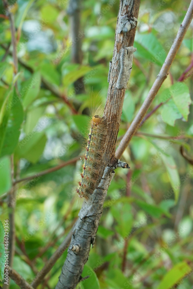 Pest control, gypsy moth larvae