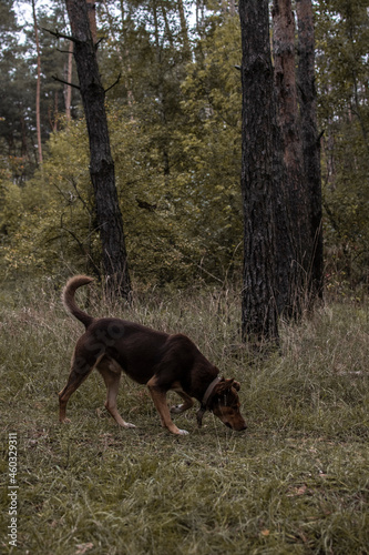 brown dog in the forest wallpaper