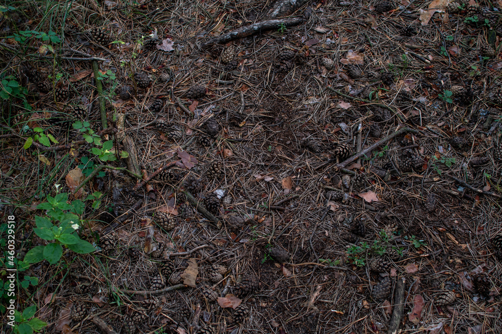 ants in the ground ants in the ground