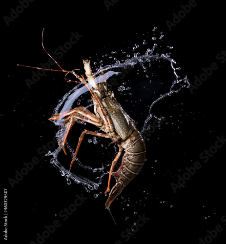 Bilde på lerret Fresh spiny lobster (Panulirus ornatus) with water splash isolated on white back