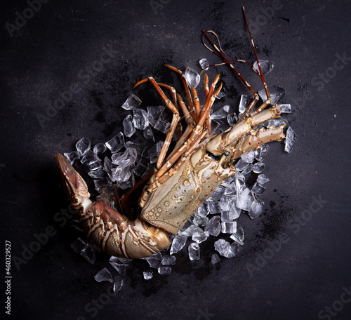 Raw spiny lobster (Panulirus ornatus) on ice, top view