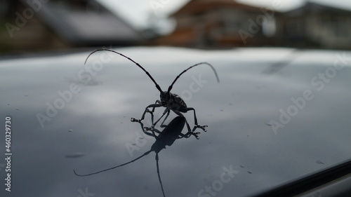 Pest of white-spotted long-horned beetle