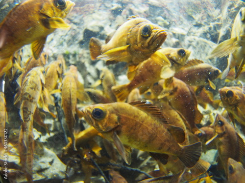 A lot of Japanese rockfish are swimming around. photo