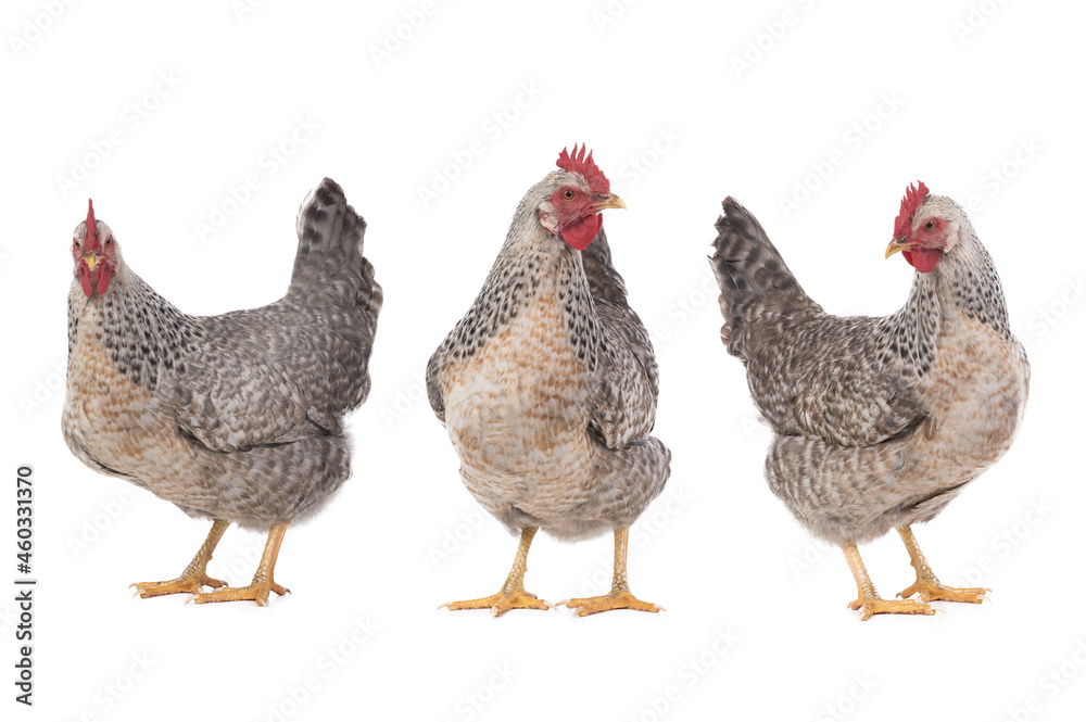 Fototapeta premium chicken isolated on white background