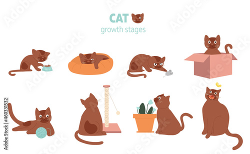Set of cat growth stages composition icons on white background. Concept of kitten in various situations colorful template for creative use. Flat cartoon vector illustration