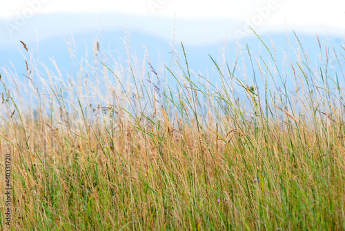 Meadow grass in the wind