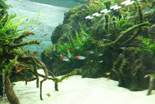 Beautiful green aquarium and tropical fish