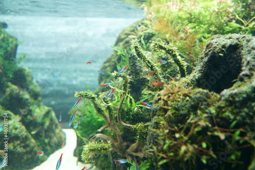 Beautiful green aquarium and tropical fish