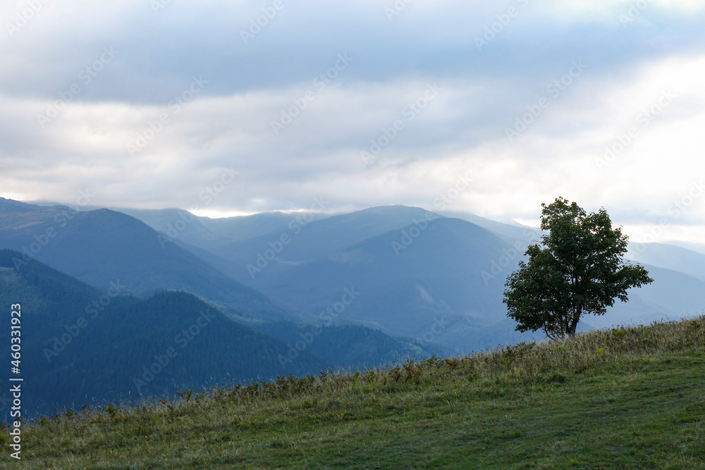 Beautiful mountains with tree under cloudy sky at sunset. Picturesque landscape Beautiful mountains with tree under cloudy sky at sunset. Picturesque landscape