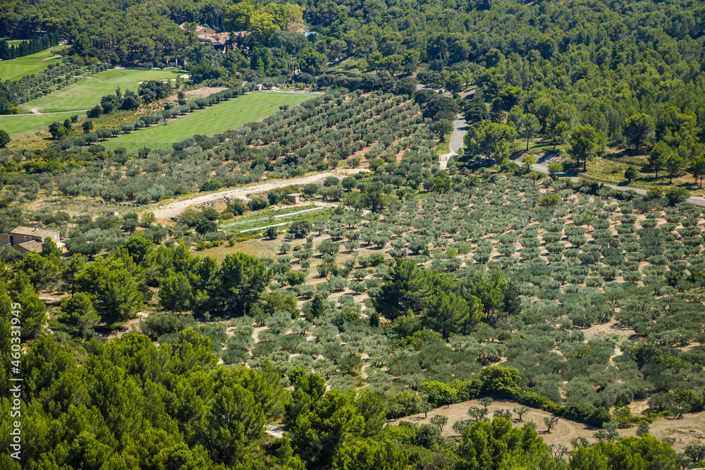 Olive groves near Les Baux de Provence, in France