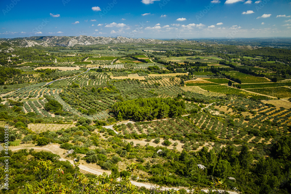 Olive plantation and Les Alpilles mountains near Les Baux-de-Provence village in Provence, France