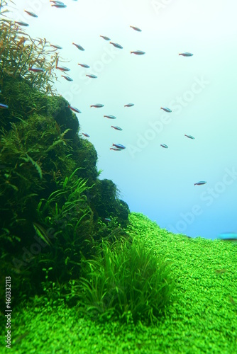 Fototapeta Naklejka Na Ścianę i Meble -  Beautiful green aquarium and tropical fish