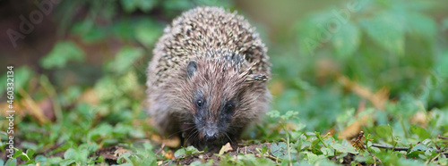 Small hedgehog in the nature. Animals' theme. Frontal view. Panoramic image