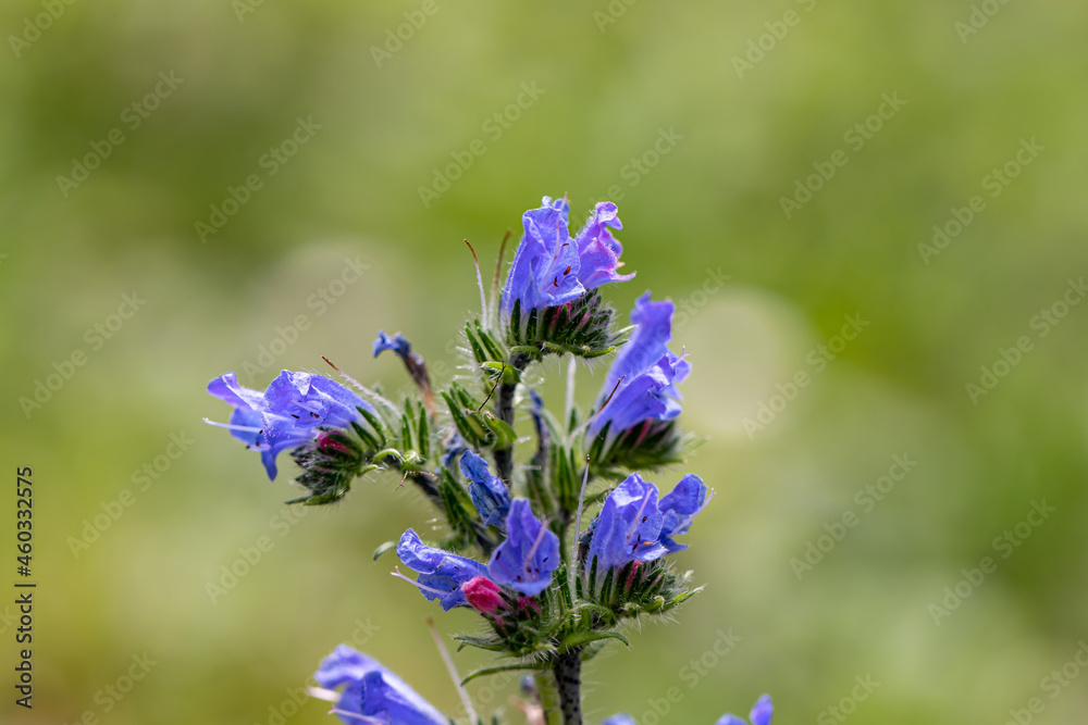 Echium vulgare flower growing in field Echium vulgare flower growing in field