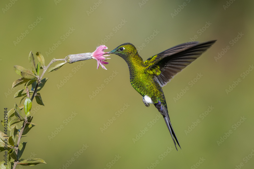 Fototapeta premium Sapphire-vented Puffleg in-flight foraging on a flower