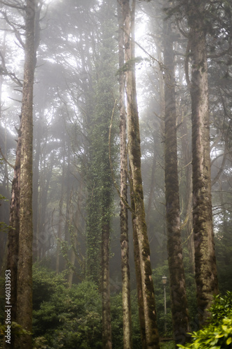 rainy green and foggy forest in portugal © Tereza
