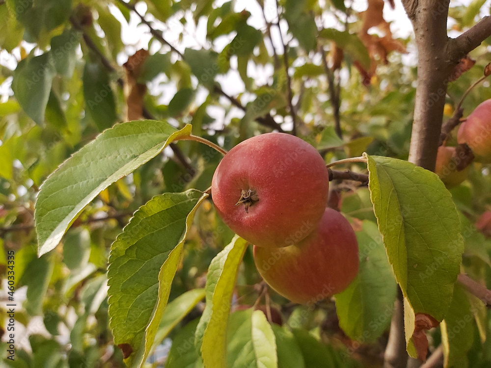 Apples in the tree. Autumn apples in October.