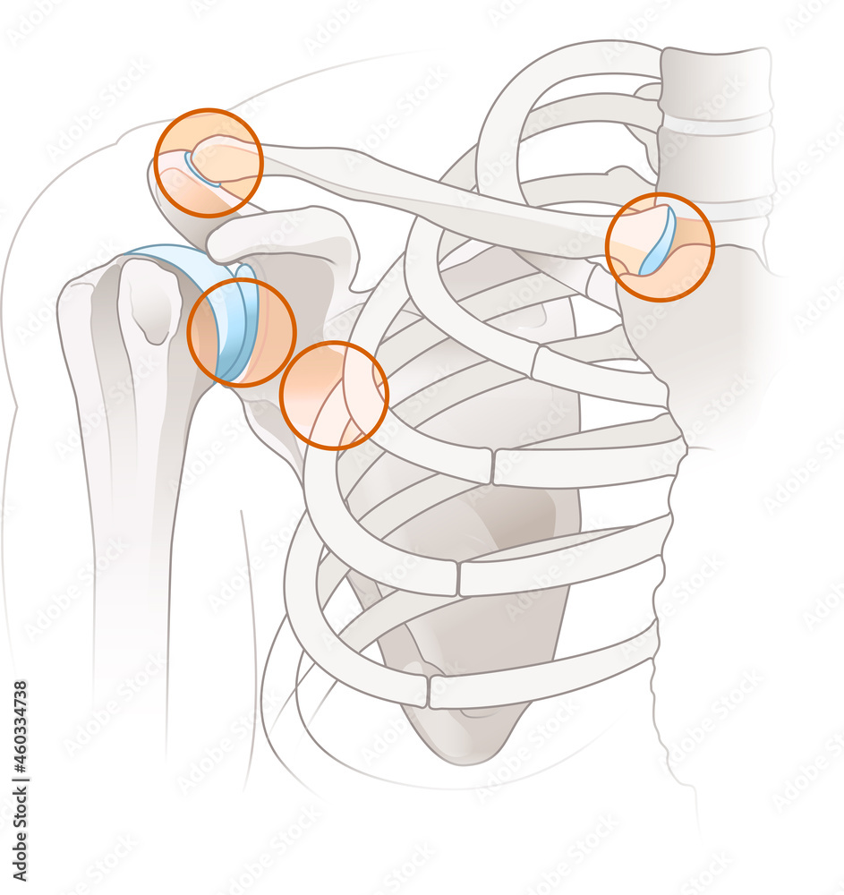 Shoulder anatomy. Major joints of the shoulder. Illustration Stock ... Biology Diagrams