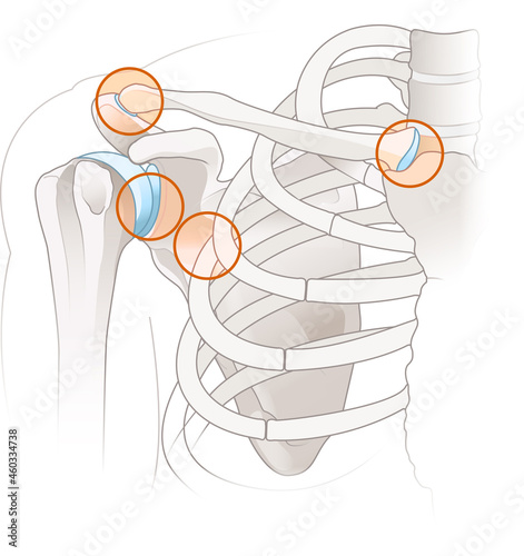 Shoulder anatomy. Major joints of the shoulder. Illustration