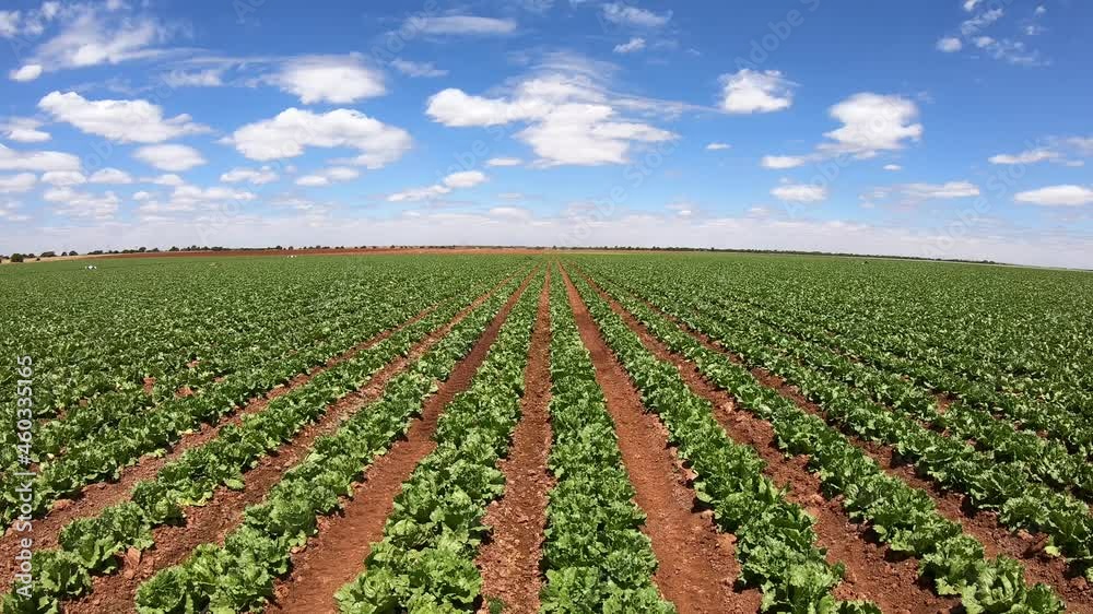 lettuce cultivation