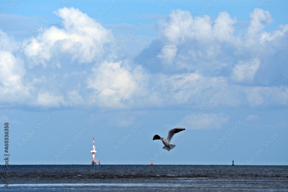 Fliegende Möwe vor Leuchtturm, Hooksiel, Ostfriesland Fliegende Möwe vor Leuchtturm, Hooksiel, Ostfriesland