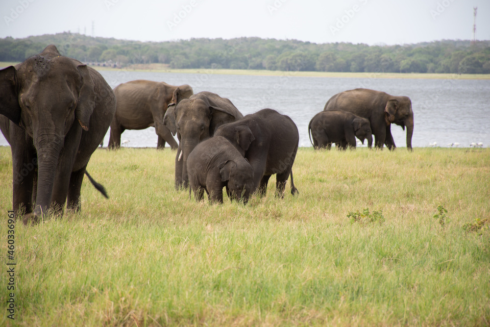 Minneriya National Park is a national park in the North Central Province of Sri Lanka.