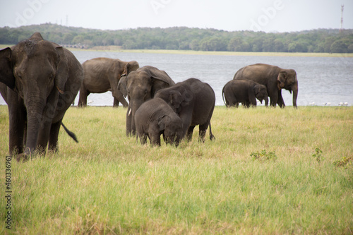 Minneriya National Park is a national park in the North Central Province of Sri Lanka.