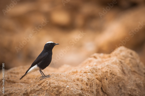 Oenanthe leucopyga sits on a rock in the desert of Israel © irimeiff