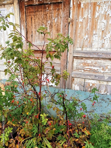 Rosehip and old wooden door