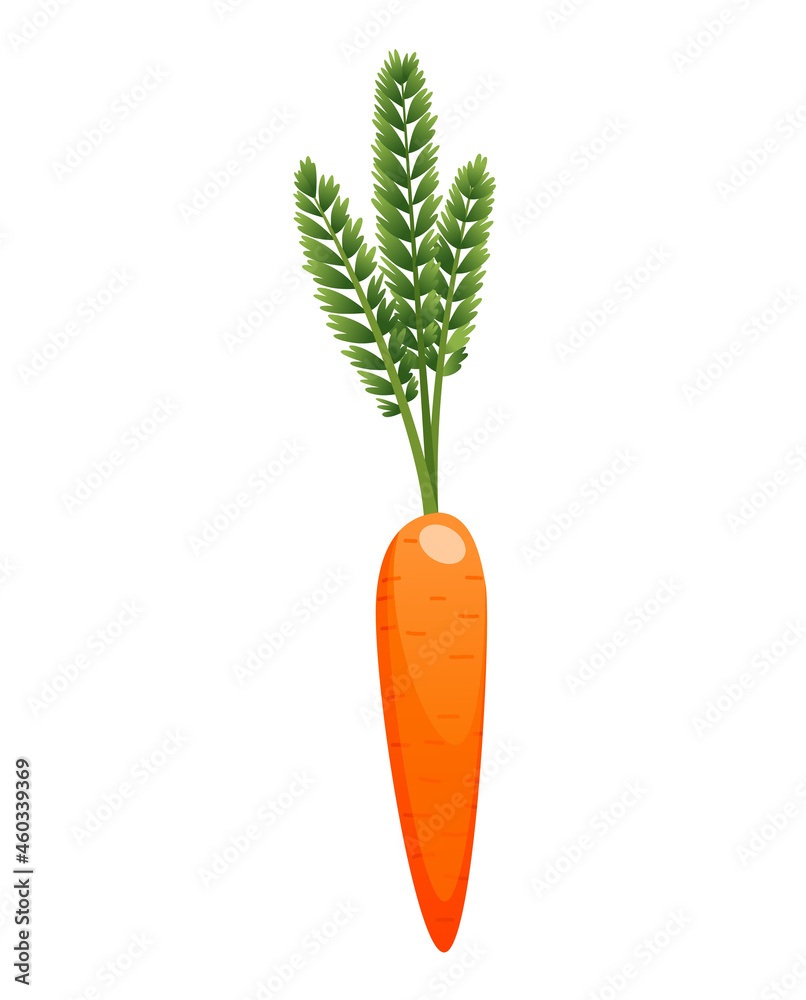 Carrots with leaves on top and orange root. Fresh cartoon young carrot. Healthy vegetable food. illustration on a white isolated background Carrots with leaves on top and orange root. Fresh cartoon young carrot. Healthy vegetable food. illustration on a white isolated background