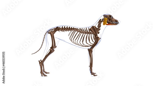 Fototapeta Naklejka Na Ścianę i Meble -  Mylohyoideus muscle Dog muscle Anatomy For Medical Concept 3D