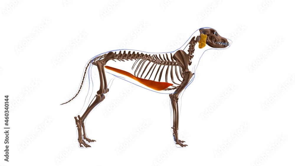 Rectus Abdominus muscle Dog muscle Anatomy For Medical Concept 3D Stock ...