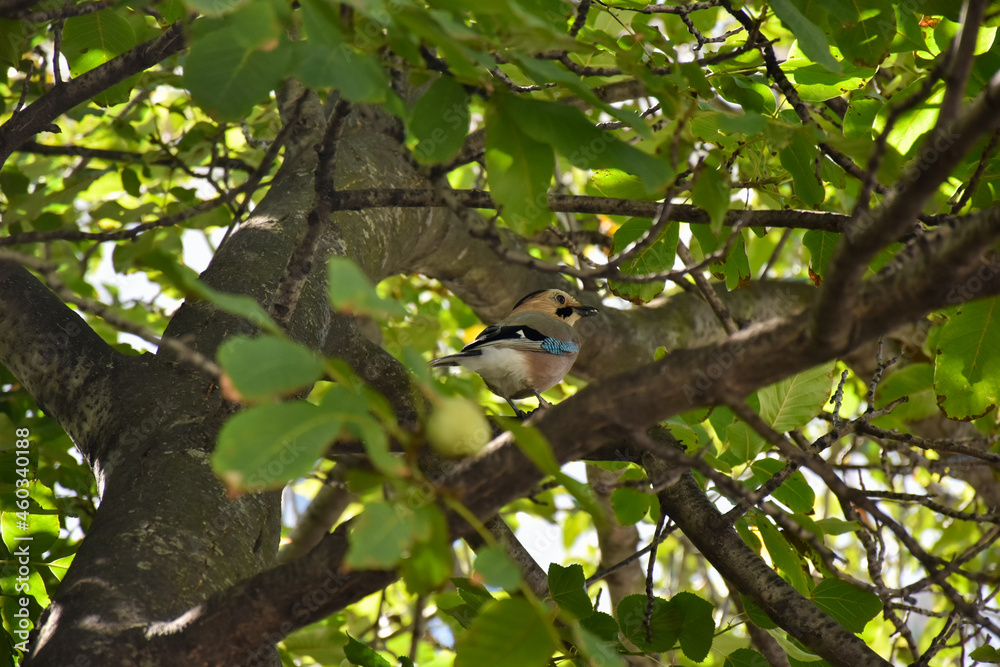 bird on a tree