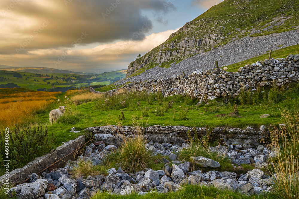 Dales Sheep looking back