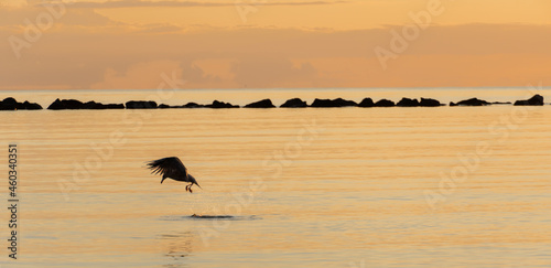 Sellin - Sonnenaufgang, Insel Rügen, Deutschland 2021 Vogel im Meer. Ostsee