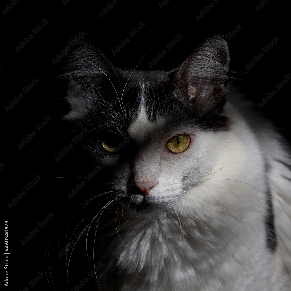 White and black cat with black background