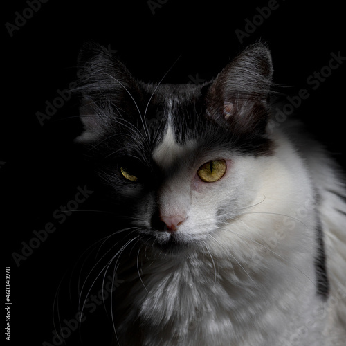 White and black cat with black background