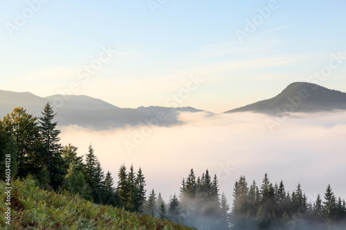 Picturesque view foggy forest in mountains on morning