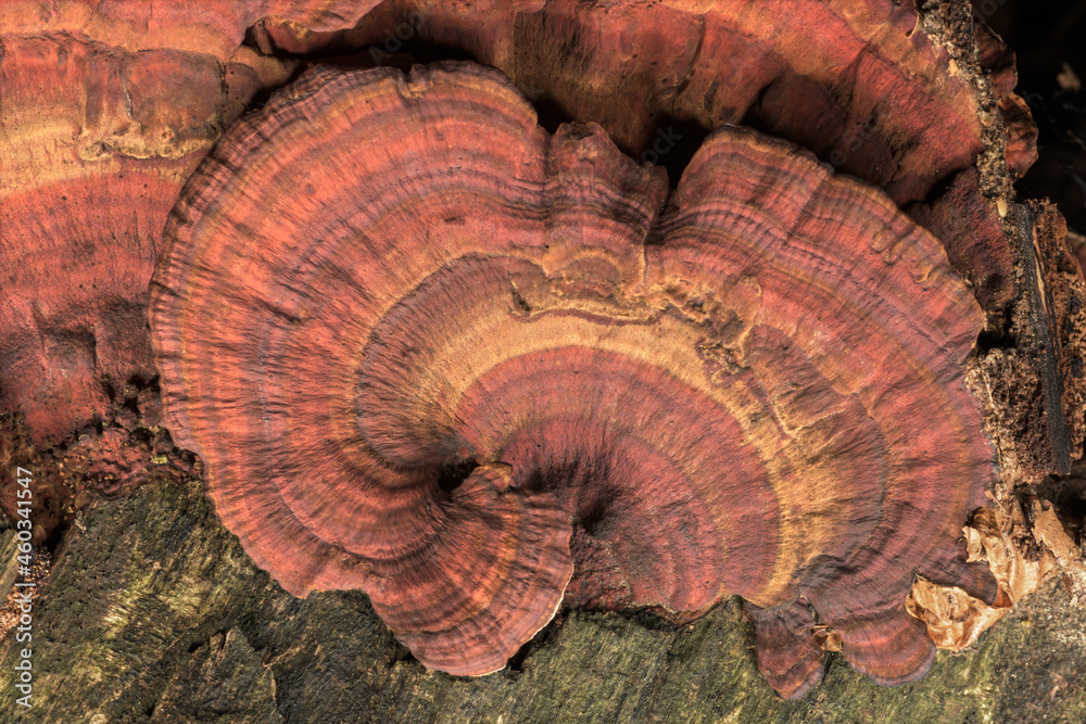 Daedaleopsis tricolor mushrooms on a tree Daedaleopsis tricolor mushrooms on a tree