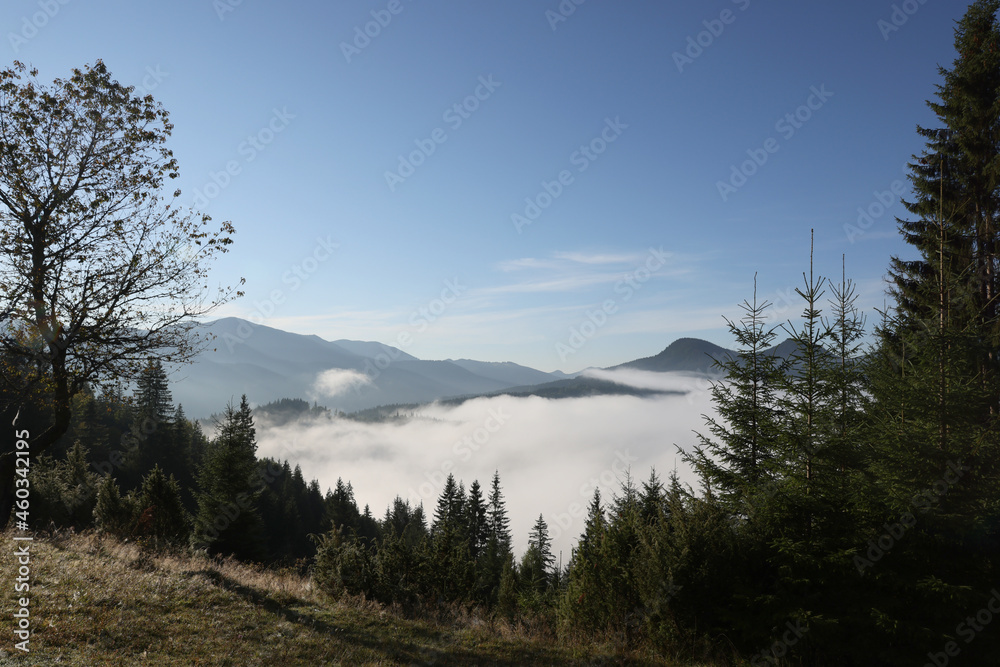 Picturesque view of fog in mountain forest