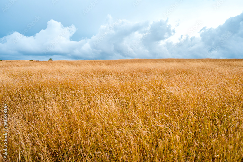 A dry yellow field with a cloudy dramatic sky. Picturesque landscape