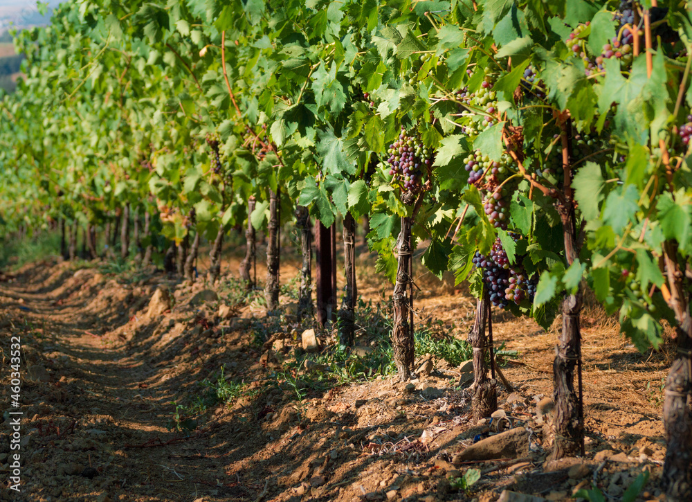 Vineyards agricultural field in Tuscany farmlands in Italy Vineyards agricultural field in Tuscany farmlands in Italy