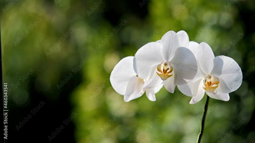 White Orchid branch on green natural background
White Orchid branch on green natural background