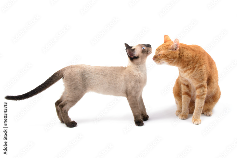 Adorable Siamese kitten and a ginger tabby making friends; on white