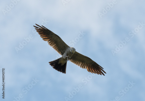 Mississippi Kite holding an insect in his talons in flight, looking at it © pimmimemom