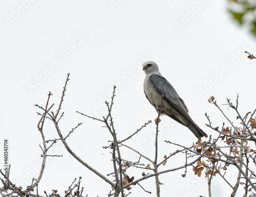 Mississippi Kite sitting on the top of an oak tree, observing his surroundings