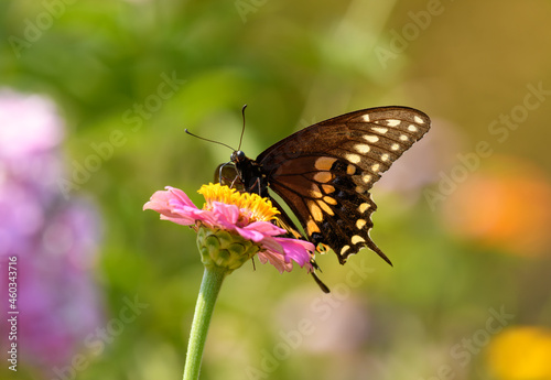 Ventral view of a male Eastern Black Swallowtail butterfly feeding on a pink Zinnia in summer garden