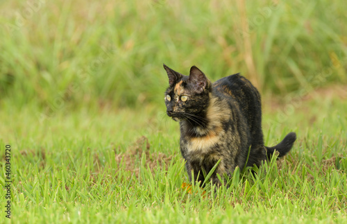 Beautiful tortie cat in green grass, looking to the left of the viewer